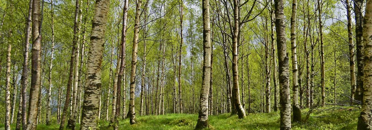 Insbesondere Birkenpollen machen Heuschnupfengeplagten im Frühjahr oft ganz besonders zu schaffen