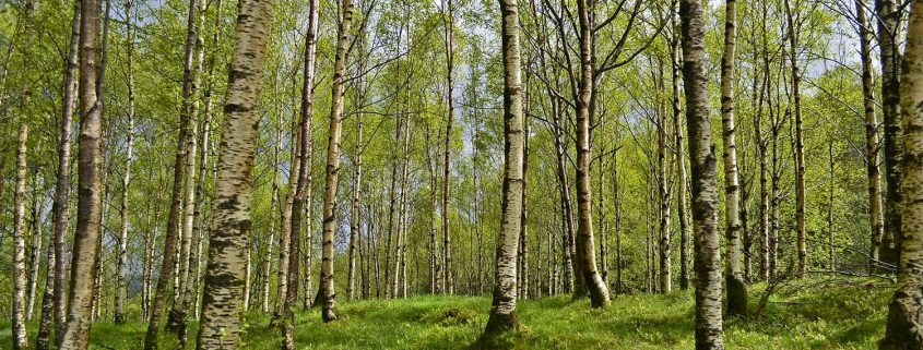 Insbesondere Birkenpollen machen Heuschnupfengeplagten im Frühjahr oft ganz besonders zu schaffen